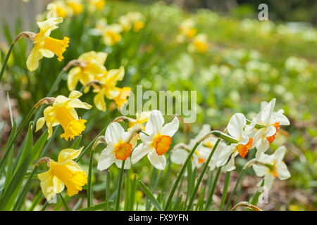 Les jonquilles jonquilles dans un jardin, Brighton, East Sussex, Angleterre. Banque D'Images