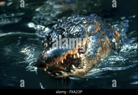 Un alligator Alligator mississippiensis) chomps (vers le bas avec ses dents sur un oiseau qui a volé trop près de l'eau dans le parc national des Everglades, en Floride, aux États-Unis. Alligators se nourrissent aussi de poissons, de petits mammifères, tortues, serpents et autres reptiles. A environ 80 dents Gators et pouvez donc prendre leurs mâchoires avec plus de 1 000 livres de pression. Les humains ne font pas partie du régime alimentaire d'alligator mais ils peuvent attaquer les personnes qui sont trop proches ou de mettre en danger leurs jeunes. Some1.3 millions d'alligators vivent dans l'état de Floride, avec les Everglades home à moins de 200 000. Banque D'Images