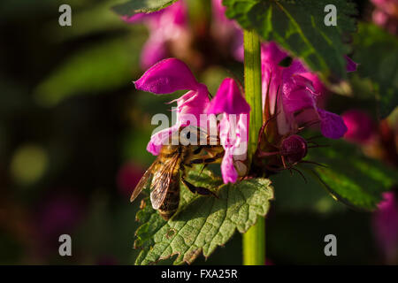 Fleur de printemps, des fleurs roses sur la branche de l'arbre fruitier avec bee Banque D'Images