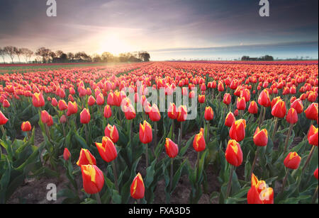 Champ de tulipes rouges au lever du soleil, Flevoland, Pays-Bas
