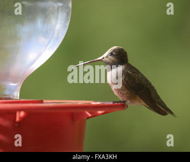 Pris ce colibri à gorge noire avec sa langue. Banque D'Images