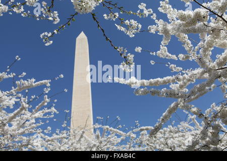 Washington Monument entouré de fleurs de cerisier Banque D'Images