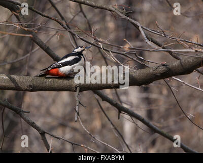 Assis sur le pic de la branche arbre Banque D'Images