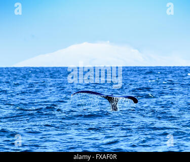 Baleine à bosse fluking avec glacier en arrière-plan, la baie de Faxafloi, Islande Banque D'Images