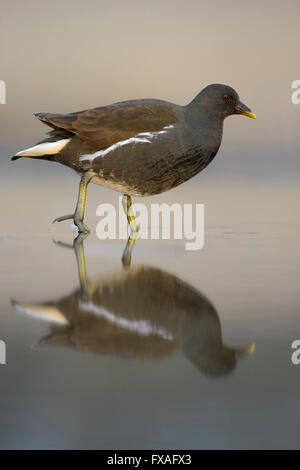 La Gallinule poule-d'eau (Gallinula chloropus), plumage d'hiver, la marche dans l'eau avec la réflexion, le Parc National Kiskunság, Hongrie Banque D'Images