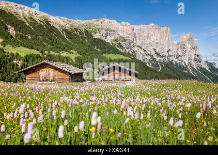 Pré des fleurs au printemps sur l'Alpe di Siusi dans le parc naturel Schlern-Rosengarten, chalets, derrière le Sciliar avec l Banque D'Images