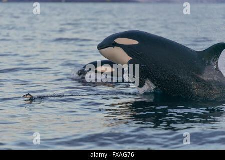 L'épaulard (Orcinus orca) la chasse, de l'Atlantique Nord, en Norvège, Tromvik Banque D'Images