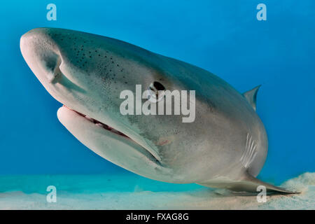 Requin tigre (Galeocerdo cuvier), portrait, Caraïbes, Bahamas Banque D'Images