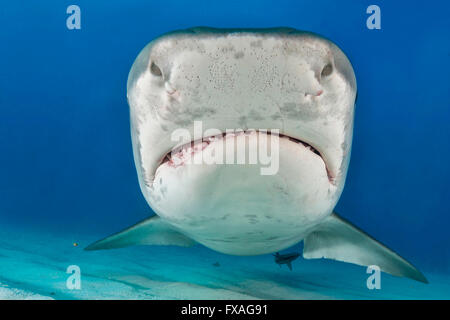 Requin tigre (Galeocerdo cuvier), portrait, frontale, Caraïbes, Bahamas Banque D'Images