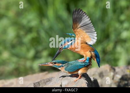 Le Martin-pêcheur (Alcedo atthis) accouplement, Hesse, Allemagne Banque D'Images