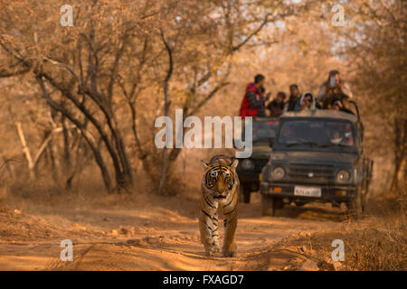 Tigre du Bengale sauvages (Panther tigris tigris) marche sur une piste forestière avec les touristes dans les véhicules à l'arrière, dans la forêt sèche de Banque D'Images
