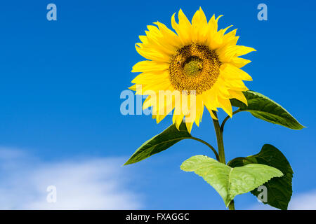 Le jaune tournesol (Helianthus annuus) against blue sky, Bade-Wurtemberg, Allemagne Banque D'Images