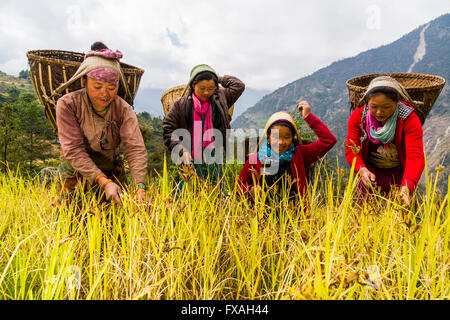 Les femmes avec des paniers sur le dos sont le millet de récolte à la main, Jubhing, Solo Khumbu, Népal Banque D'Images