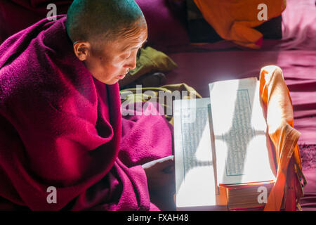 Un moine est en train de lire un livre de prières à l'intérieur du monastère Thupten Chholing Gompa, Junbesi, Solo Khumbu, Népal Banque D'Images