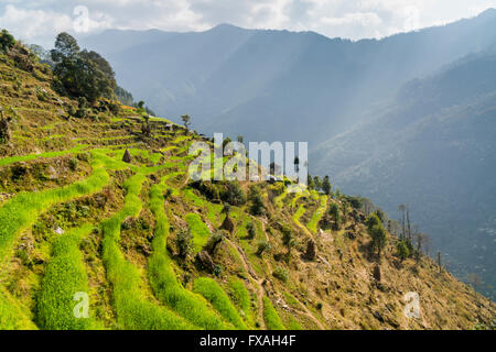 Maison des agriculteurs, situé sur la pente d'une montagne et entouré de champs et d'arbres, terrasse Kinja, Solo Khumbu, Népal Banque D'Images