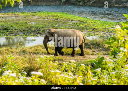 Femme Sauvage éléphant d'Asie (Elephas maximus) marcher le long de la rivière peu profonde, Chitwan, Chitwan, Népal Banque D'Images