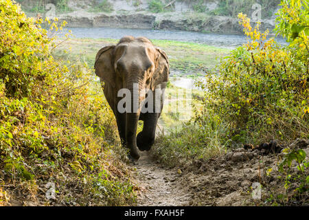 Femme Sauvage éléphant d'Asie (Elephas maximus) marcher le long chemin dans entre les buissons, Chitwan, Chitwan, Népal Banque D'Images