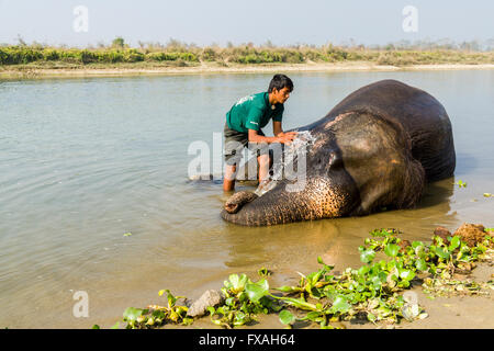 Les éléphant d'Asie (Elephas maximus) lavées par mahout en rivière peu profonde, Chitwan, Chitwan, Népal Banque D'Images