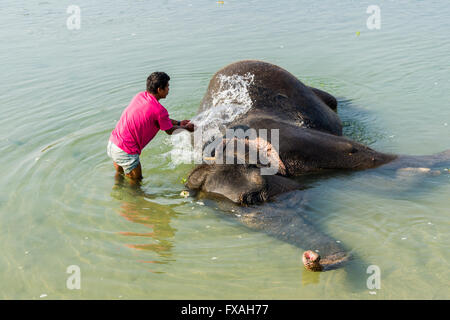 Les éléphant d'Asie (Elephas maximus) lavées par mahout en rivière peu profonde, Chitwan, Chitwan, Népal Banque D'Images