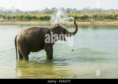 Les éléphant d'Asie (Elephas maximus) debout dans la rivière peu profonde, la douche, Chitwan, Chitwan, Népal Banque D'Images