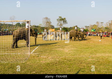 Les éléphants d'Asie (Elephas maximus) à jouer au football au festival de l'éléphant, Chitwan, Chitwan, Népal Banque D'Images