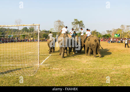 Les éléphants d'Asie (Elephas maximus) à jouer au football au festival de l'éléphant, Chitwan, Chitwan, Népal Banque D'Images