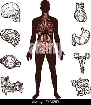 L'anatomie humaine défini Illustration de Vecteur