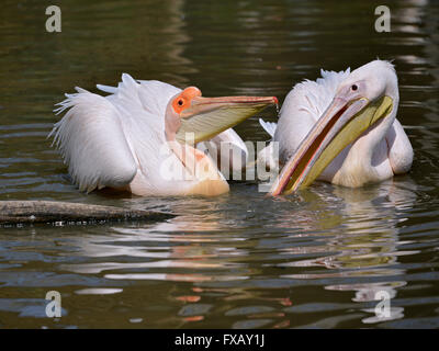 Quelques gros plan de pélicans blancs (Pelecanus onocrotalus) sur l'eau Banque D'Images