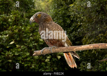 Le Kaka (Nestor meridionalis) est une espèce de passereaux de la famille des Strigopoidea trouvés dans les forêts indigènes de la Nouvelle-Zélande. Banque D'Images