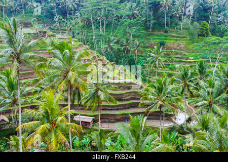 Champ de riz de Tegallalang. Bali. L'Indonésie, l'Asie. Banque D'Images