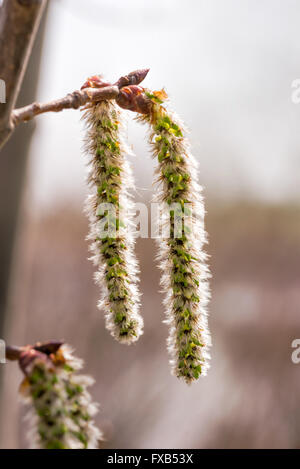 Cluster rétroéclairé de femme tremble (Populus tremuloides) chatons, sous le soleil de printemps doux Banque D'Images