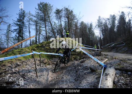 Blandford, Dorset, UK, 13 mars 2016. Okeford Hill MTB DH. Un cavalier négocie le nouveau rouverte Okeford Hill dans le Bike park 2 Banque D'Images