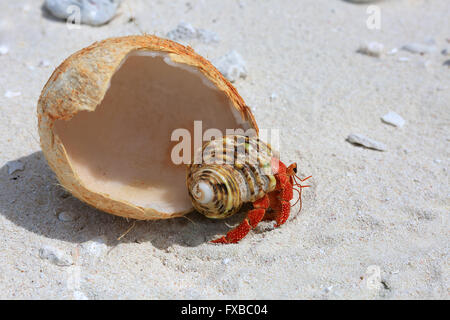 L'ermite de terres aux fraises est de manger les jeunes noix de coco, l'île Christmas, Kiribati Banque D'Images