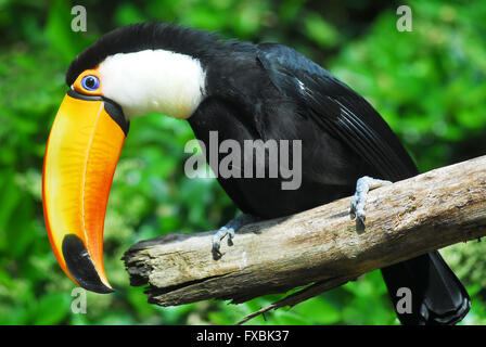 Profil de Toco Toucan (Ramphastos toco) perché sur branche avec son gros bec étrange Banque D'Images