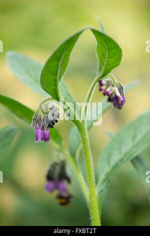 Fleurs de consoude de Russie (Symphytum uplandicum) Banque D'Images