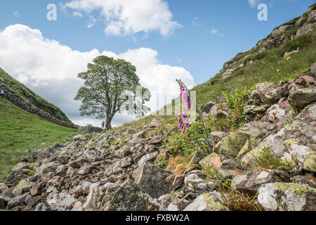 Sycamore Gap, mur d'Hadrien, Northumberland Banque D'Images