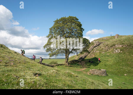 Sycamore Gap, mur d'Hadrien, Northumberland Banque D'Images