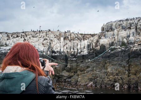 L'observation des oiseaux sur les îles Farne, Northumberland Banque D'Images