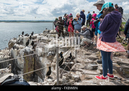 L'observation de la faune sur les îles Farne, Northumberland Banque D'Images