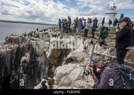 L'observation de la faune sur les îles Farne, Northumberland Banque D'Images