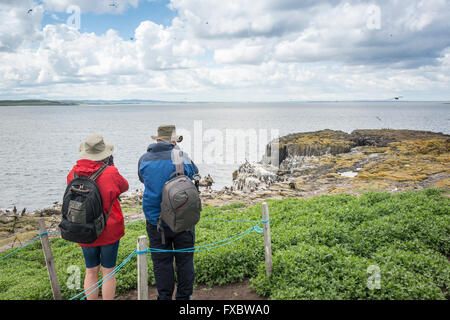 Regarder les macareux sur l'Iles Farne, Northumberland Banque D'Images