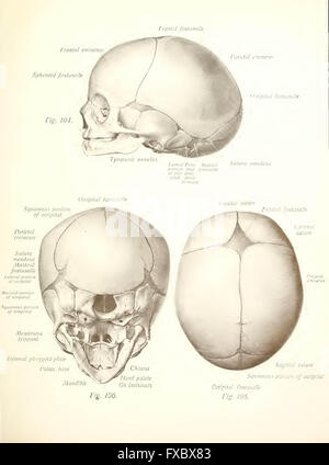 Texte et Atlas-livre de l'anatomie humaine par Sobotta, Johannes, 1869-1945 ; McMurrich, J. Playfair (James Playfair), 1859-1939 Banque D'Images