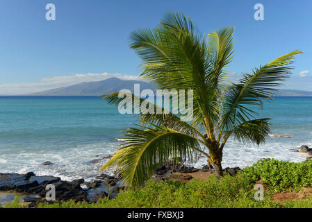 USA, Hawaii, Maui, Kaanapali Beach et Palm, Banque D'Images