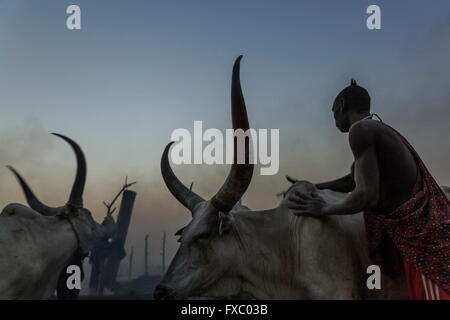 Le Soudan du Sud. Feb 20, 2016. Un homme Mundari lave ses vaches avec ash pour les protéger des insectes pendant la nuit. Le camp de la batterie peut être vu dans l'arrière-plan. Ankole-Watusi, également connu sous le nom de Longhorn Ankole, ou "bétail de Kings' est un livre de 900 à 1 600 bovins de race Landrace Originaire de l'Afrique avec des cornes qui peuvent atteindre jusqu'à 8 pi de hauteur. © Tarek Zaidi/ZUMA/ZUMAPRESS.com/Alamy fil Live News Banque D'Images