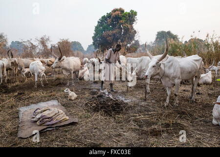 Le Soudan du Sud. 13 Jan, 2016. Un homme de boue et de frottement Mundari de cendres dans les cornes de son Ankole-Watusi vaches pour les empêcher d'agression. Ankole-Watusi, également connu sous le nom de Longhorn Ankole, ou "bétail de Kings' est un livre de 900 à 1 600 bovins de race Landrace Originaire de l'Afrique avec des cornes qui peuvent atteindre jusqu'à 8 pi de hauteur. © Tarek Zaidi/ZUMA/ZUMAPRESS.com/Alamy fil Live News Banque D'Images