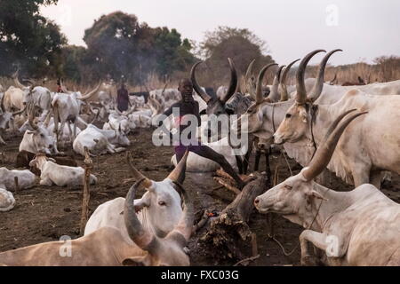 Le Soudan du Sud. 13 Jan, 2016. Un jeune garçon devant son troupeau. Ankole-Watusi, également connu sous le nom de Longhorn Ankole, ou "bétail de Kings' est un livre de 900 à 1 600 bovins de race Landrace Originaire de l'Afrique avec des cornes qui peuvent atteindre jusqu'à 8 pi de hauteur. © Tarek Zaidi/ZUMA/ZUMAPRESS.com/Alamy fil Live News Banque D'Images