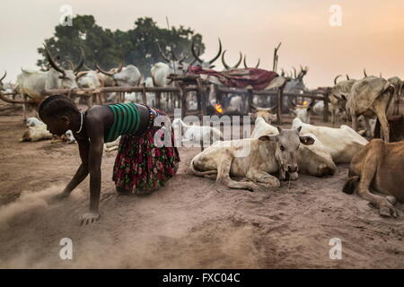 Le Soudan du Sud. Feb 23, 2016. Une femme nettoie le sol avec diligence de bâtons, dung et les pierres pour faire un lieu de couchage confortable pour les vaches. Ankole-Watusi, également connu sous le nom de Longhorn Ankole, ou "bétail de Kings' est un livre de 900 à 1 600 bovins de race Landrace Originaire de l'Afrique avec des cornes qui peuvent atteindre jusqu'à 8 pi de hauteur. © Tarek Zaidi/ZUMA/ZUMAPRESS.com/Alamy fil Live News Banque D'Images