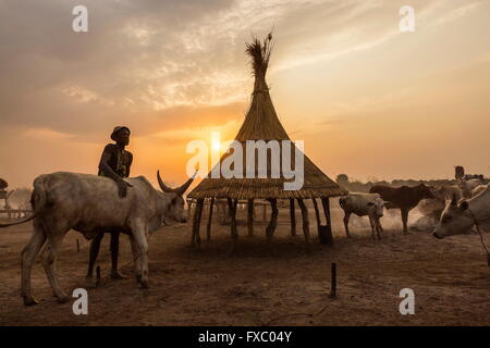 Le Soudan du Sud. Feb 22, 2016. Un homme lave sa vache dans les cendres pour les protéger contre les insectes pendant la nuit. Le refuge est pour des agneaux à l'abri sous. Ankole-Watusi, également connu sous le nom de Longhorn Ankole, ou "bétail de Kings' est un livre de 900 à 1 600 bovins de race Landrace Originaire de l'Afrique avec des cornes qui peuvent atteindre jusqu'à 8 pi de hauteur. © Tarek Zaidi/ZUMA/ZUMAPRESS.com/Alamy fil Live News Banque D'Images