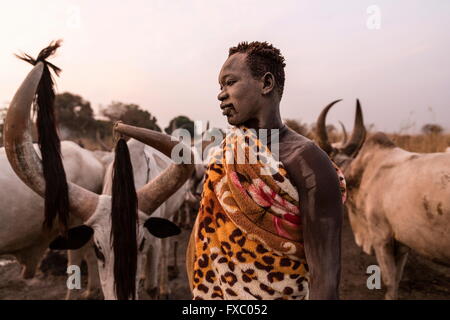 Le Soudan du Sud. 13 Jan, 2016. Un homme a lui-même couvert Mundari en frêne et une couverture en préparation pour les nuits de veille. Ankole-Watusi, également connu sous le nom de Longhorn Ankole, ou "bétail de Kings' est un livre de 900 à 1 600 bovins de race Landrace Originaire de l'Afrique avec des cornes qui peuvent atteindre jusqu'à 8 pi de hauteur. © Tarek Zaidi/ZUMA/ZUMAPRESS.com/Alamy fil Live News Banque D'Images