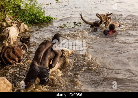 Le Soudan du Sud. 13 Jan, 2016. Le Mundari parmi les hommes leur bétail de l'autre côté de la rivière en mettant un veau nouveau-né dans l'eau première, qui encourage la mère, puis le reste du troupeau, à suivre. Ankole-Watusi, également connu sous le nom de Longhorn Ankole, ou "bétail de Kings' est un livre de 900 à 1 600 bovins de race Landrace Originaire de l'Afrique avec des cornes qui peuvent atteindre jusqu'à 8 pi de hauteur. © Tarek Zaidi/ZUMA/ZUMAPRESS.com/Alamy fil Live News Banque D'Images